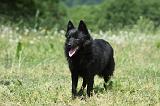 SCHIPPERKE 615